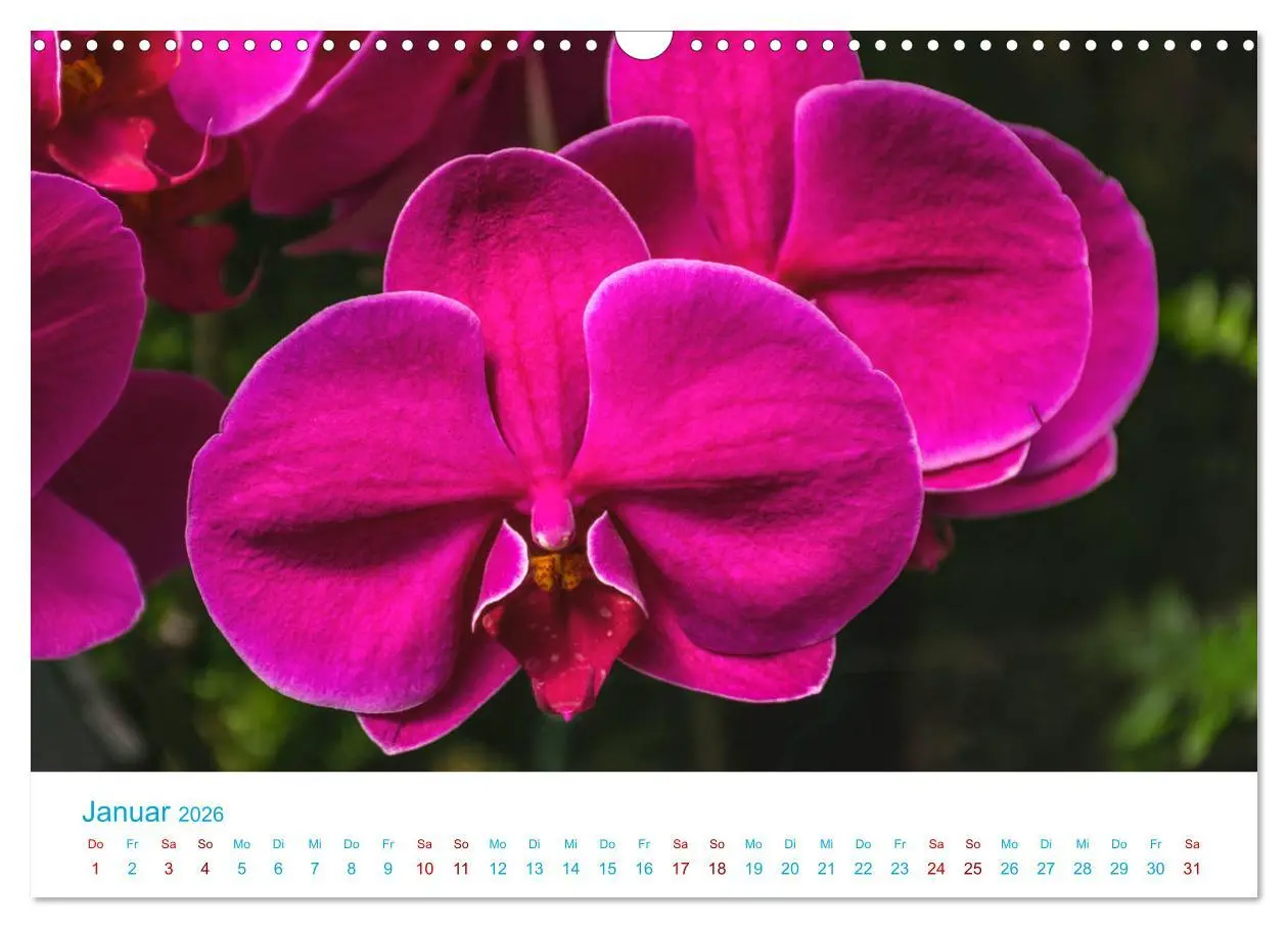 Bild: 9783457932032 | Die Königin der Blumenwelt, die Orchidee (Wandkalender 2026 DIN A3...