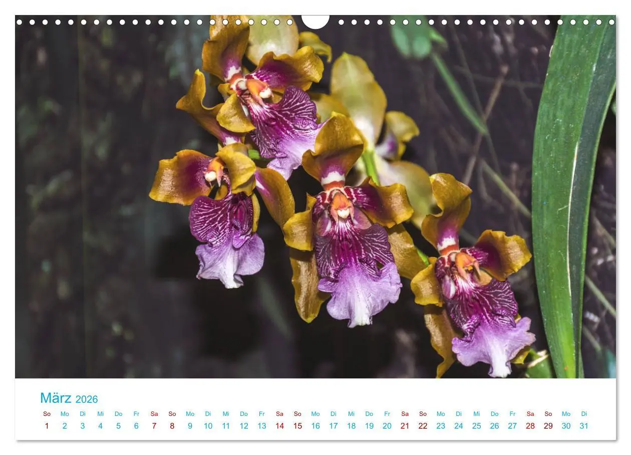 Bild: 9783457932032 | Die Königin der Blumenwelt, die Orchidee (Wandkalender 2026 DIN A3...