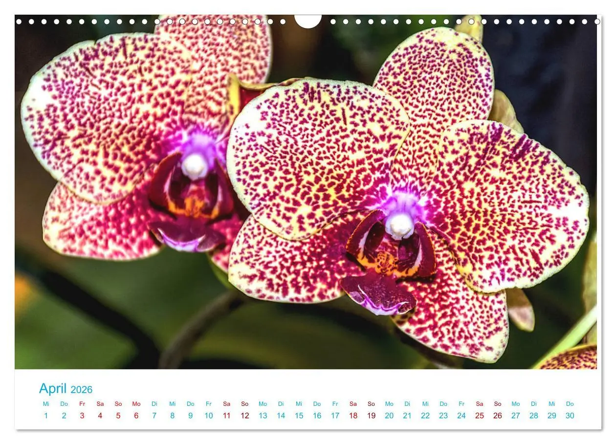 Bild: 9783457932032 | Die Königin der Blumenwelt, die Orchidee (Wandkalender 2026 DIN A3...