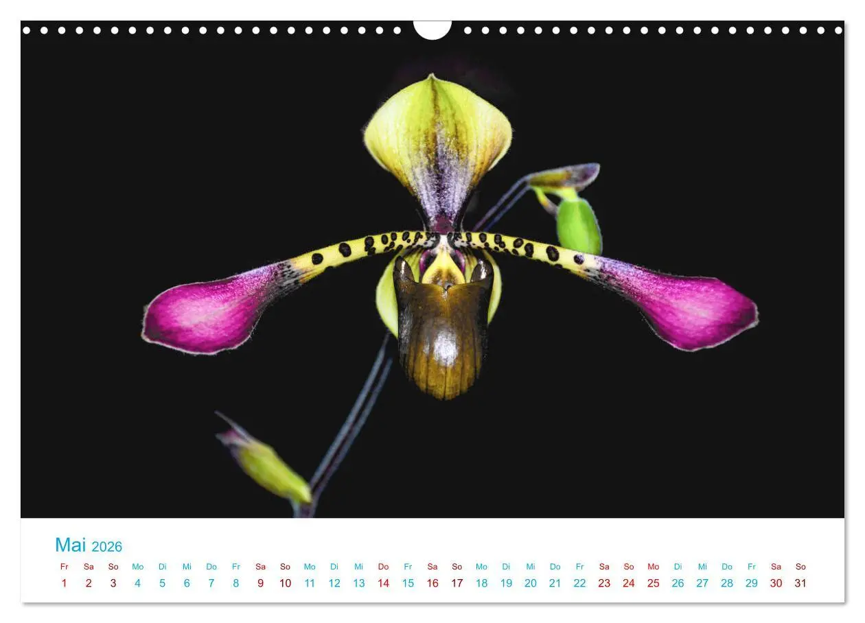 Bild: 9783457932032 | Die Königin der Blumenwelt, die Orchidee (Wandkalender 2026 DIN A3...