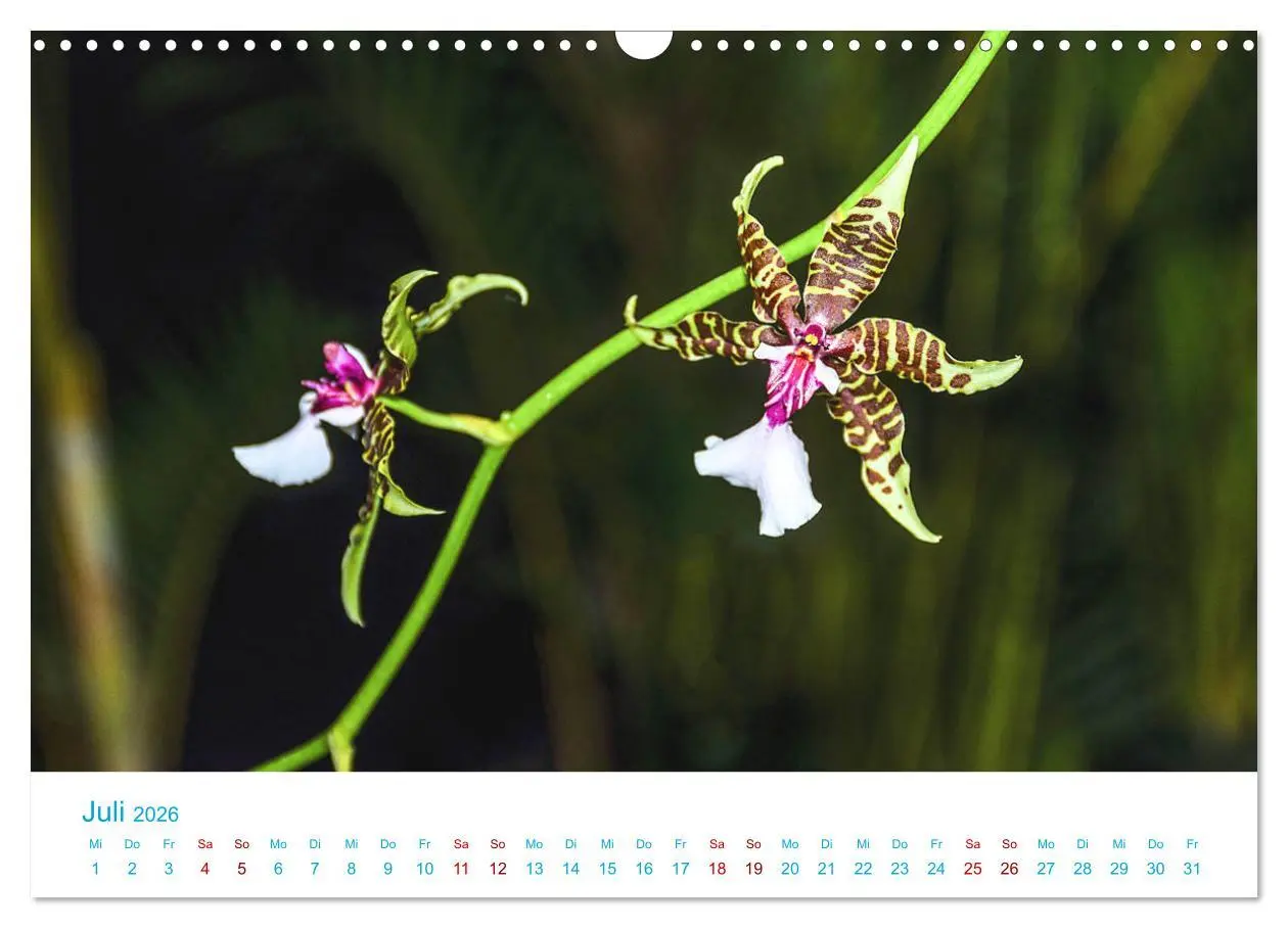 Bild: 9783457932032 | Die Königin der Blumenwelt, die Orchidee (Wandkalender 2026 DIN A3...