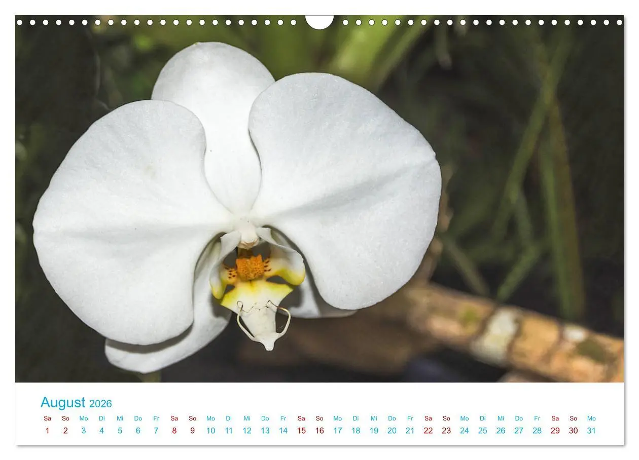 Bild: 9783457932032 | Die Königin der Blumenwelt, die Orchidee (Wandkalender 2026 DIN A3...