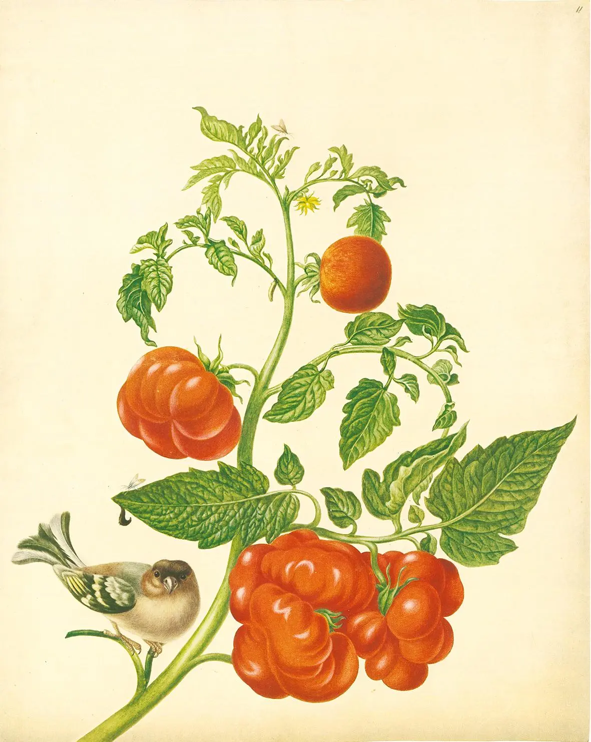 Bild: 9783968492032 | Maria Sibylla Merian - St. Petersburger Aquarelle (Jubiläumsausgabe)
