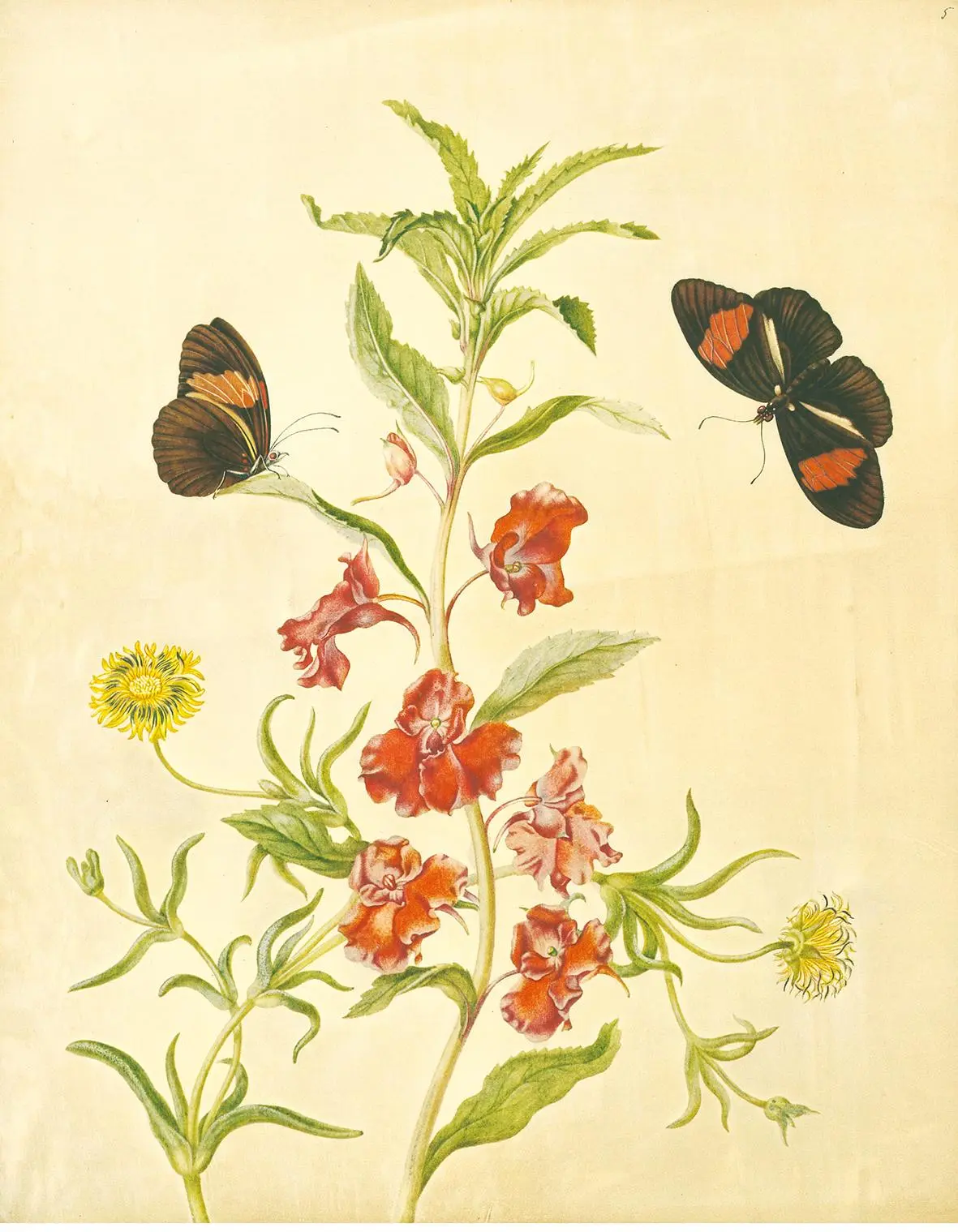 Bild: 9783968492032 | Maria Sibylla Merian - St. Petersburger Aquarelle (Jubiläumsausgabe)