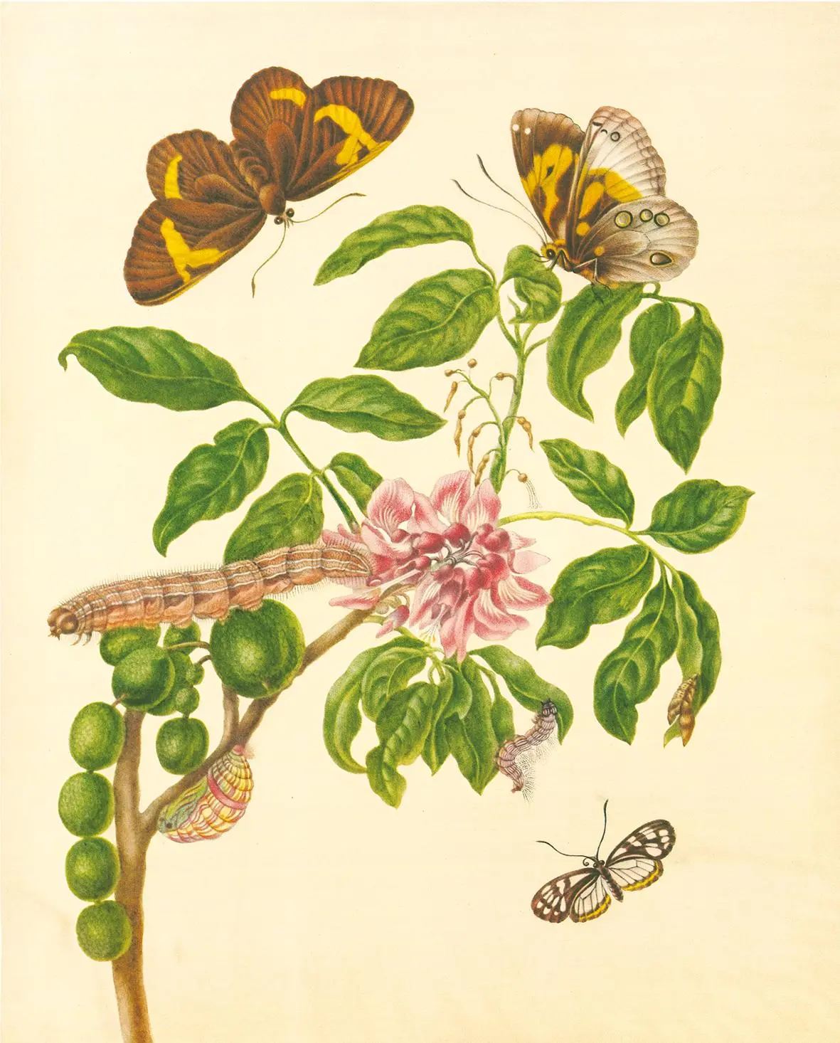 Bild: 9783968492032 | Maria Sibylla Merian - St. Petersburger Aquarelle (Jubiläumsausgabe)