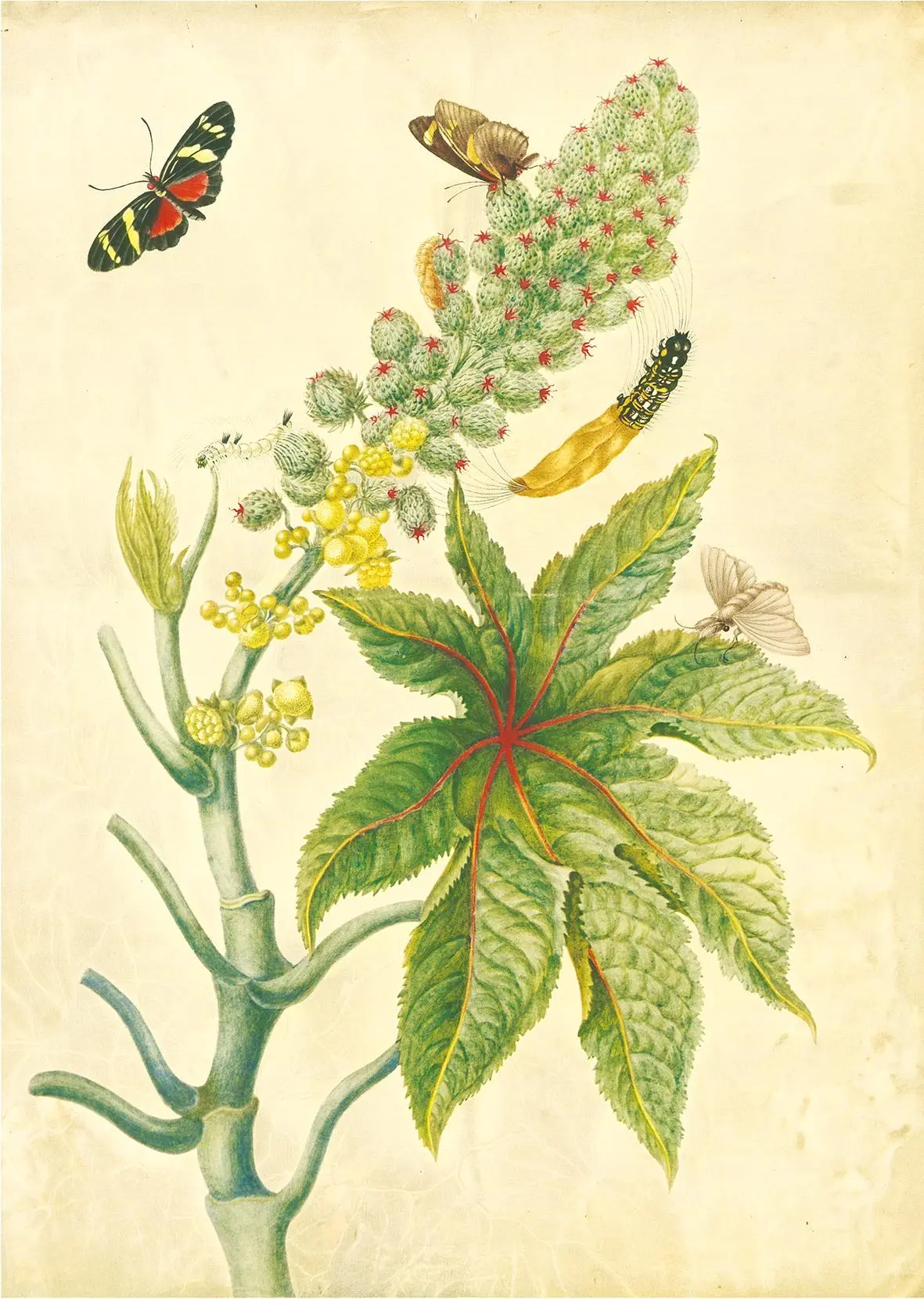 Bild: 9783968492032 | Maria Sibylla Merian - St. Petersburger Aquarelle (Jubiläumsausgabe)