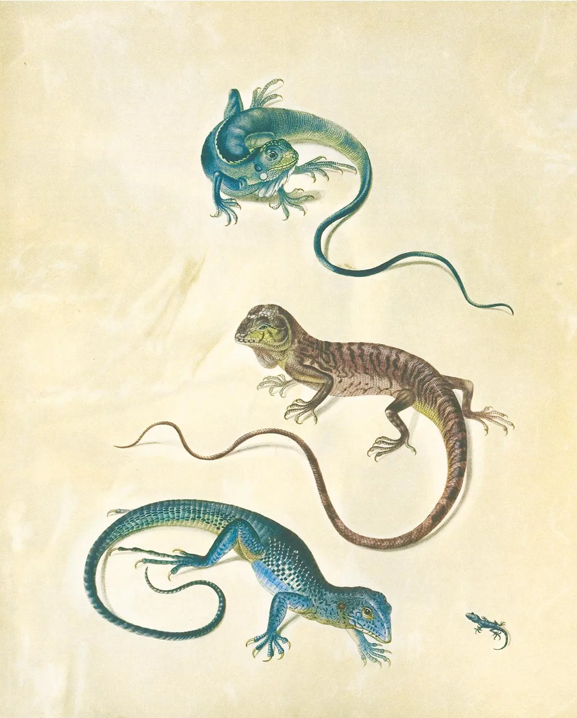 Bild: 9783968492032 | Maria Sibylla Merian - St. Petersburger Aquarelle (Jubiläumsausgabe)