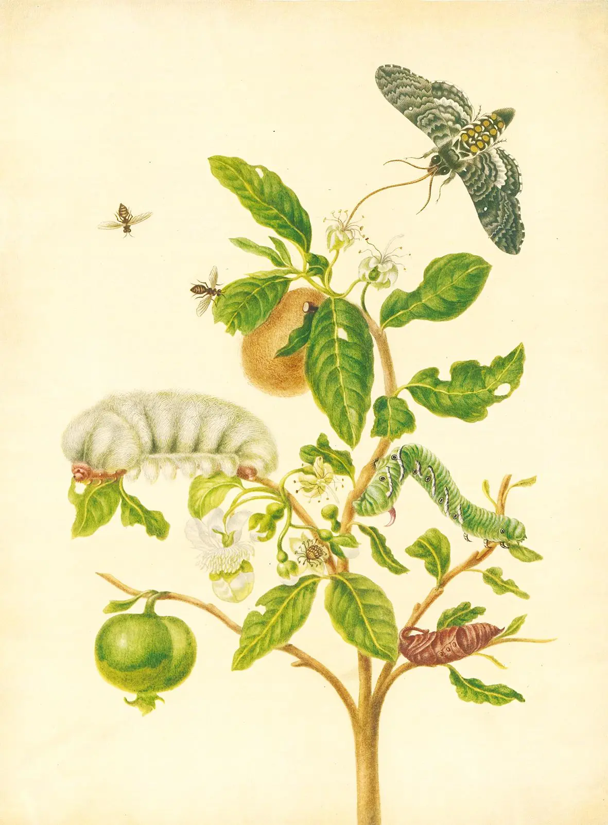 Bild: 9783968492032 | Maria Sibylla Merian - St. Petersburger Aquarelle (Jubiläumsausgabe)