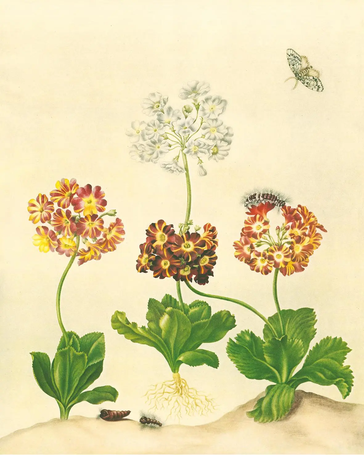 Bild: 9783968492032 | Maria Sibylla Merian - St. Petersburger Aquarelle (Jubiläumsausgabe)