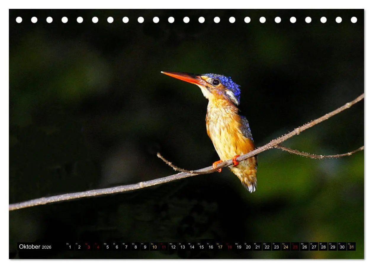 Bild: 9783457852132 | Borneo - Tierparadies Regenwald (Tischkalender 2026 DIN A5 quer),...
