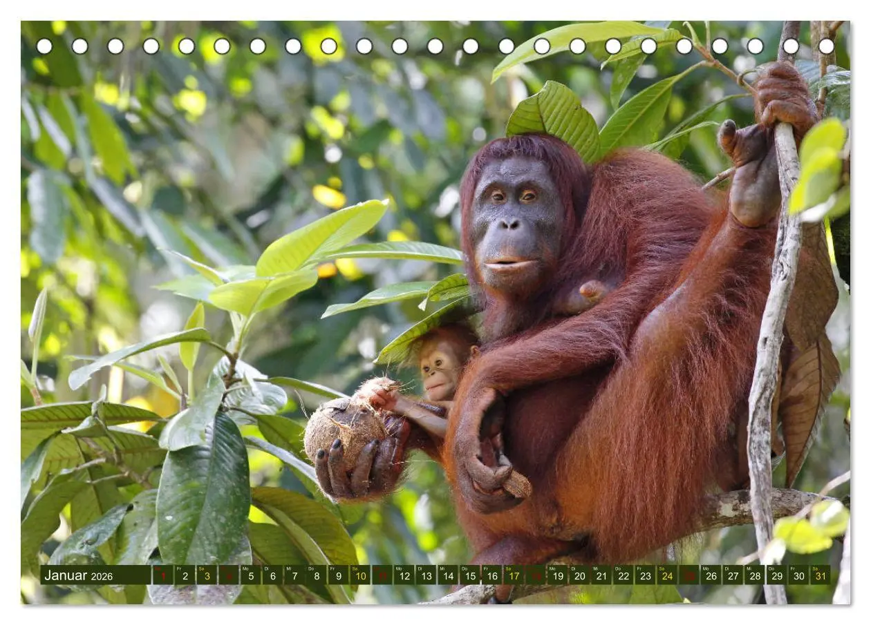 Bild: 9783457852132 | Borneo - Tierparadies Regenwald (Tischkalender 2026 DIN A5 quer),...