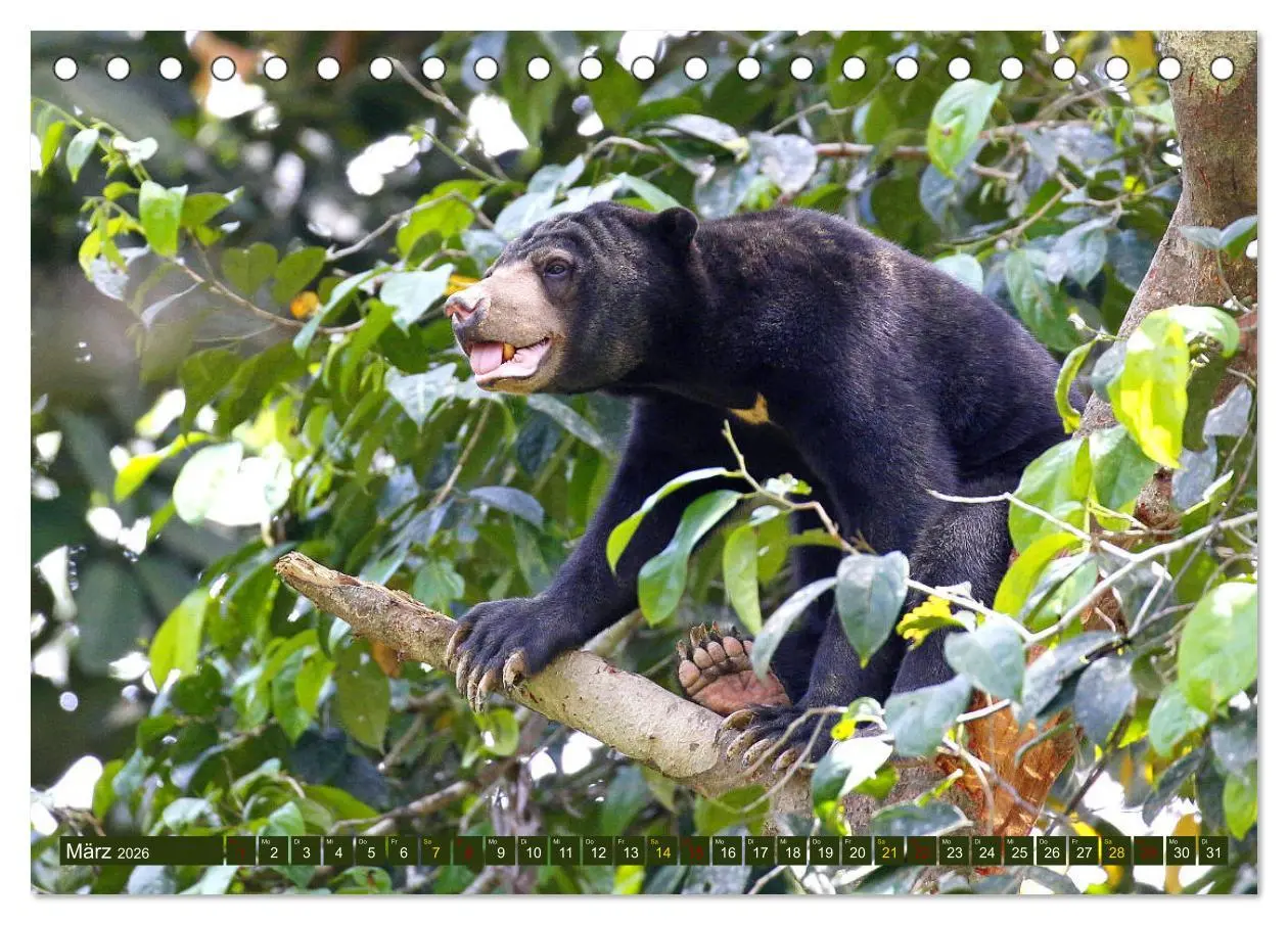 Bild: 9783457852132 | Borneo - Tierparadies Regenwald (Tischkalender 2026 DIN A5 quer),...