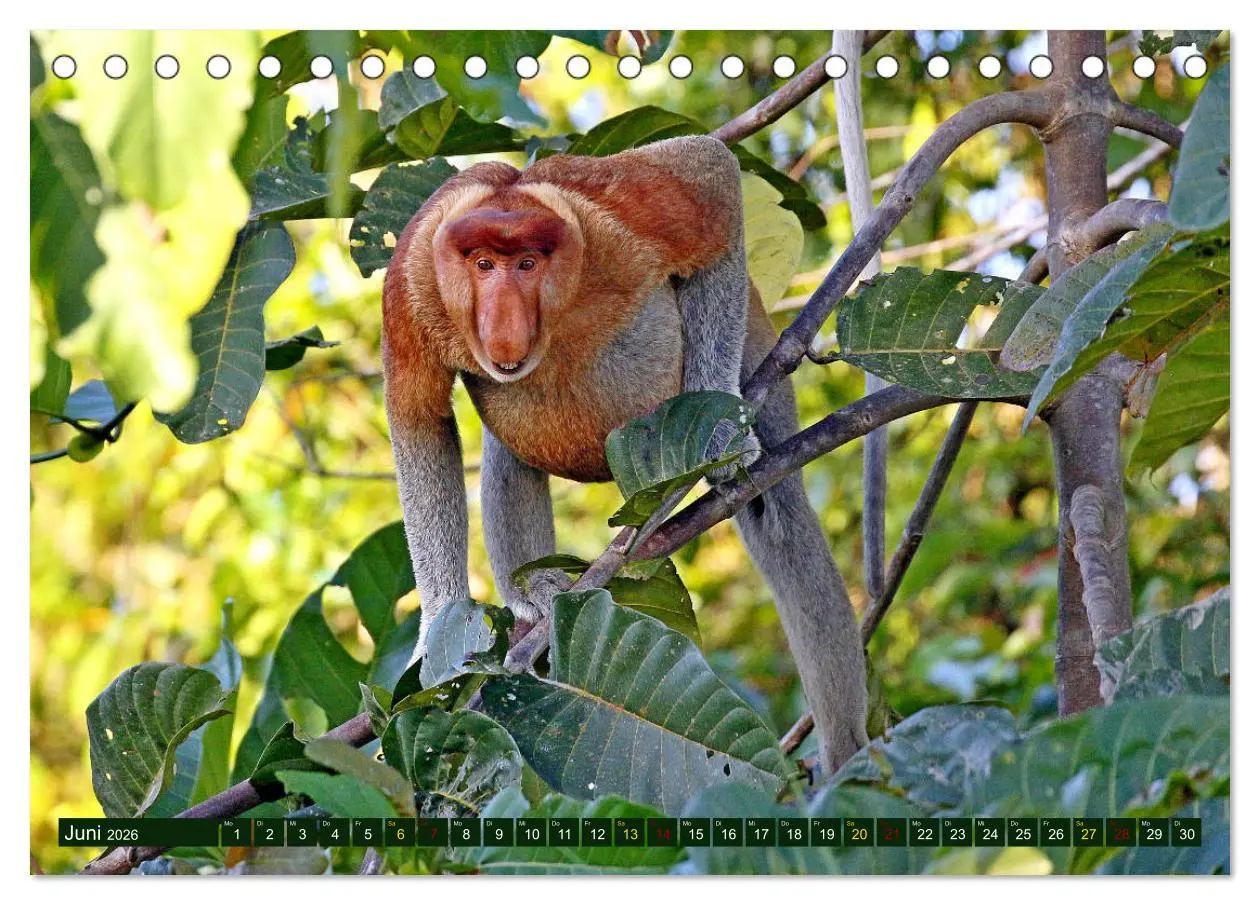 Bild: 9783457852132 | Borneo - Tierparadies Regenwald (Tischkalender 2026 DIN A5 quer),...