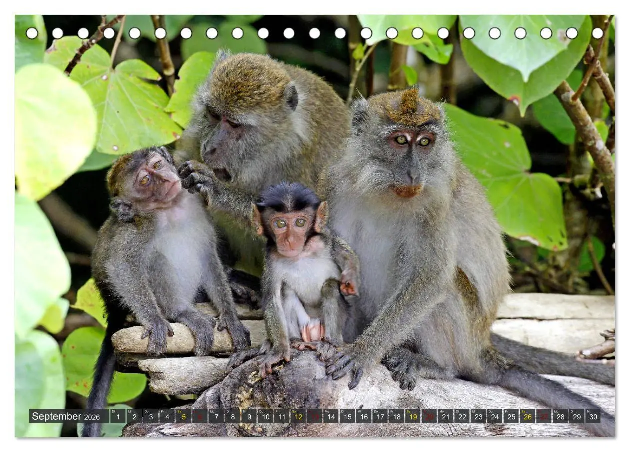 Bild: 9783457852132 | Borneo - Tierparadies Regenwald (Tischkalender 2026 DIN A5 quer),...