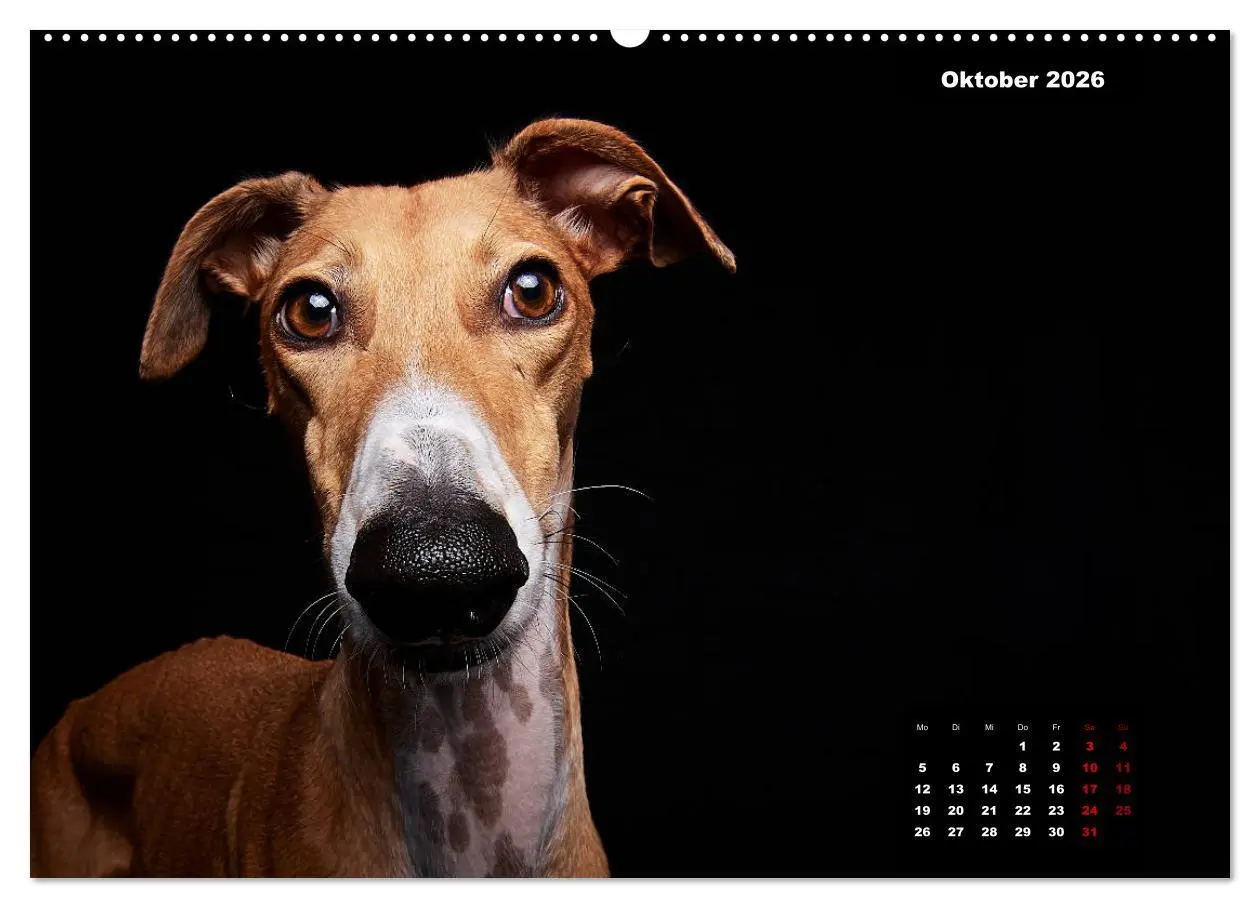 Bild: 9783457692332 | Die Stimme der Windhunde (hochwertiger Premium Wandkalender 2026...