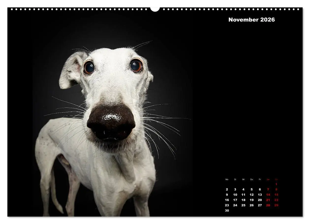 Bild: 9783457692332 | Die Stimme der Windhunde (hochwertiger Premium Wandkalender 2026...