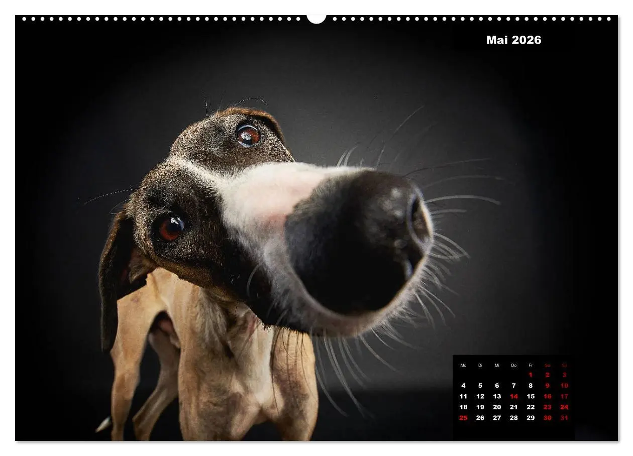 Bild: 9783457692332 | Die Stimme der Windhunde (hochwertiger Premium Wandkalender 2026...