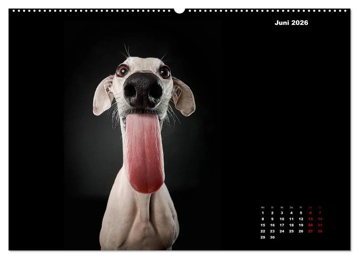 Bild: 9783457692332 | Die Stimme der Windhunde (hochwertiger Premium Wandkalender 2026...