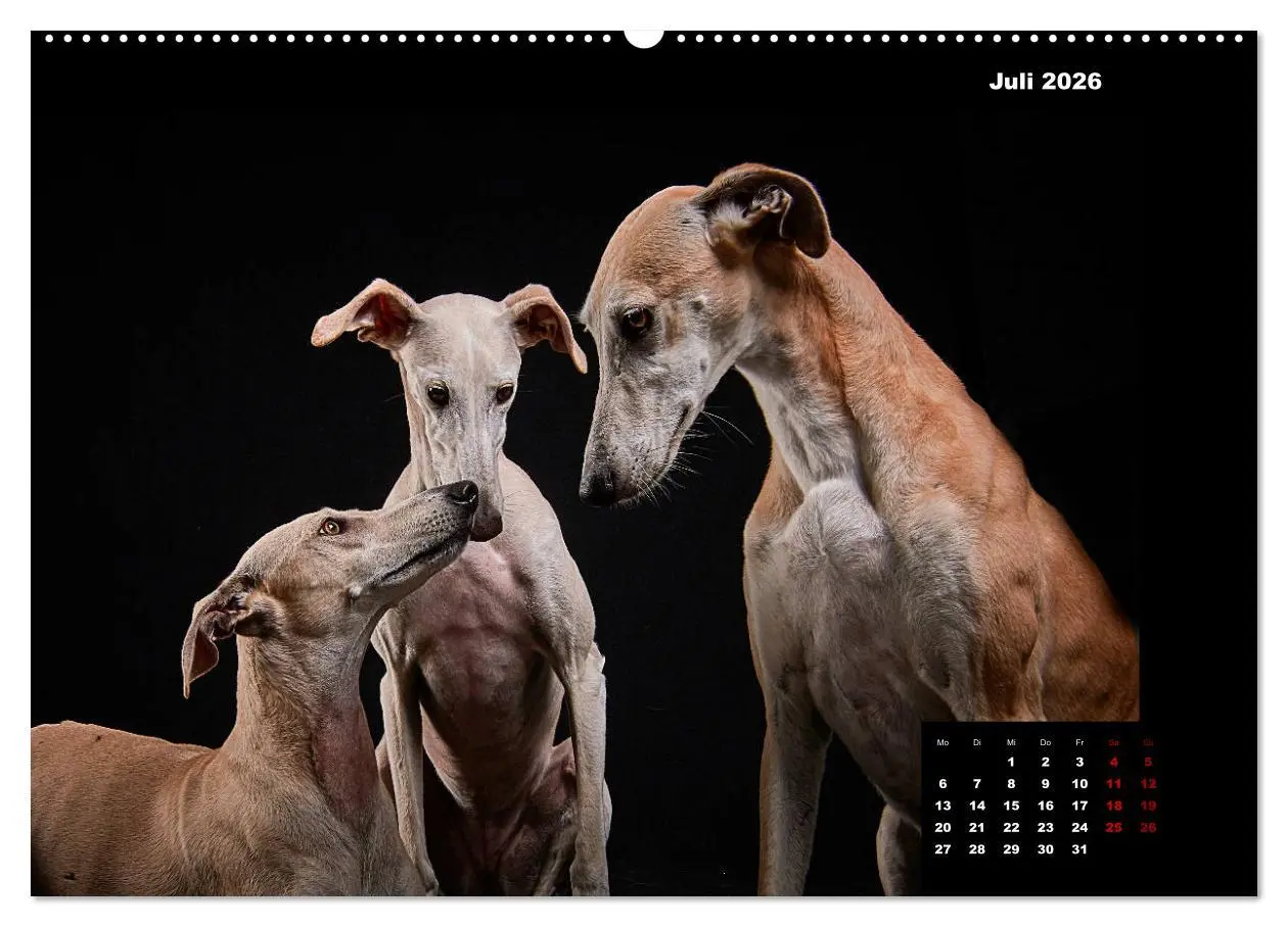 Bild: 9783457692332 | Die Stimme der Windhunde (hochwertiger Premium Wandkalender 2026...