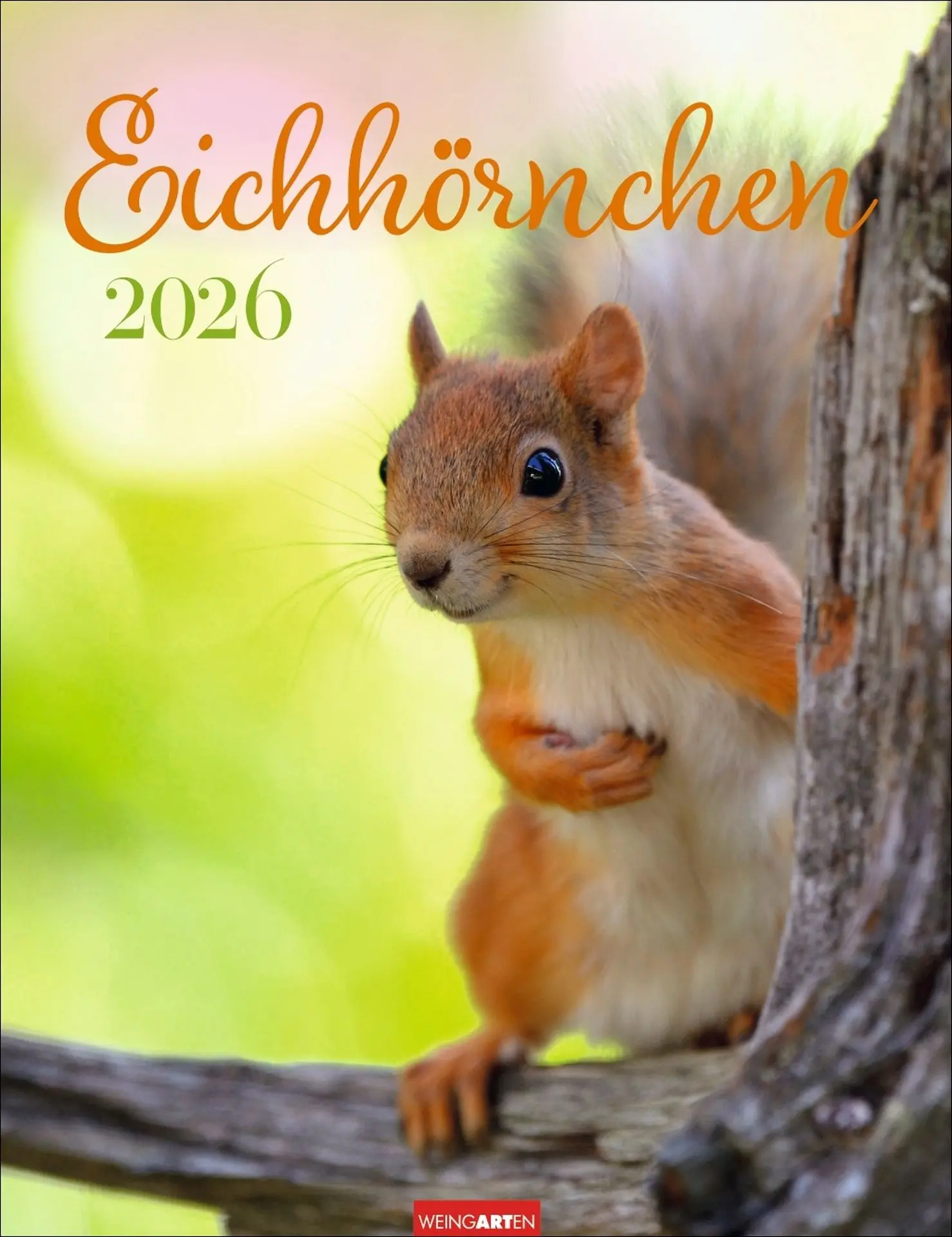 Cover: 9783839902332 | Eichhörnchen Kalender 2026 | Kalender | Tierkalender Weingarten | 2026