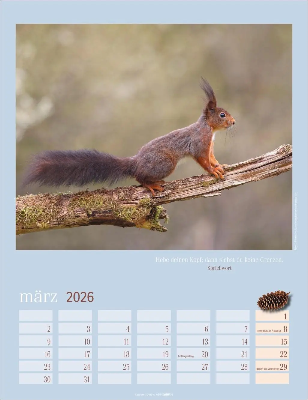 Bild: 9783839902332 | Eichhörnchen Kalender 2026 | Kalender | Tierkalender Weingarten | 2026