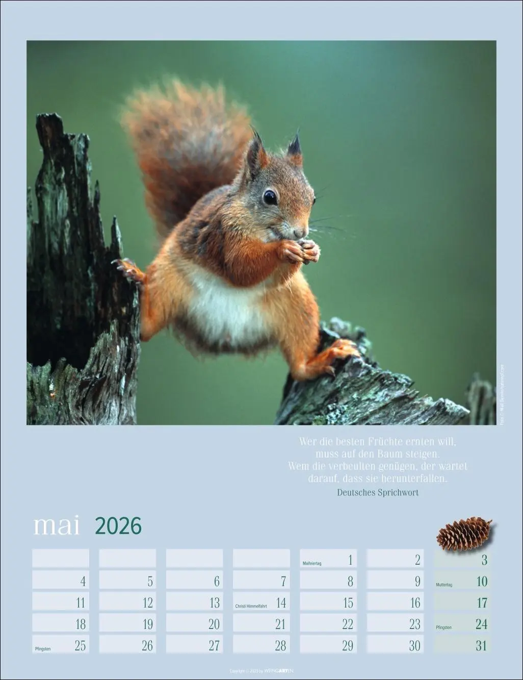 Bild: 9783839902332 | Eichhörnchen Kalender 2026 | Kalender | Tierkalender Weingarten | 2026