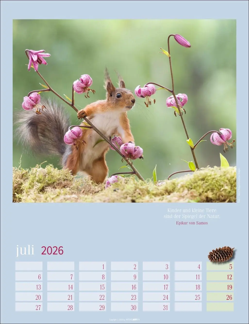 Bild: 9783839902332 | Eichhörnchen Kalender 2026 | Kalender | Tierkalender Weingarten | 2026