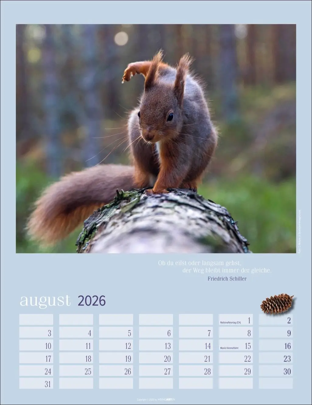 Bild: 9783839902332 | Eichhörnchen Kalender 2026 | Kalender | Tierkalender Weingarten | 2026
