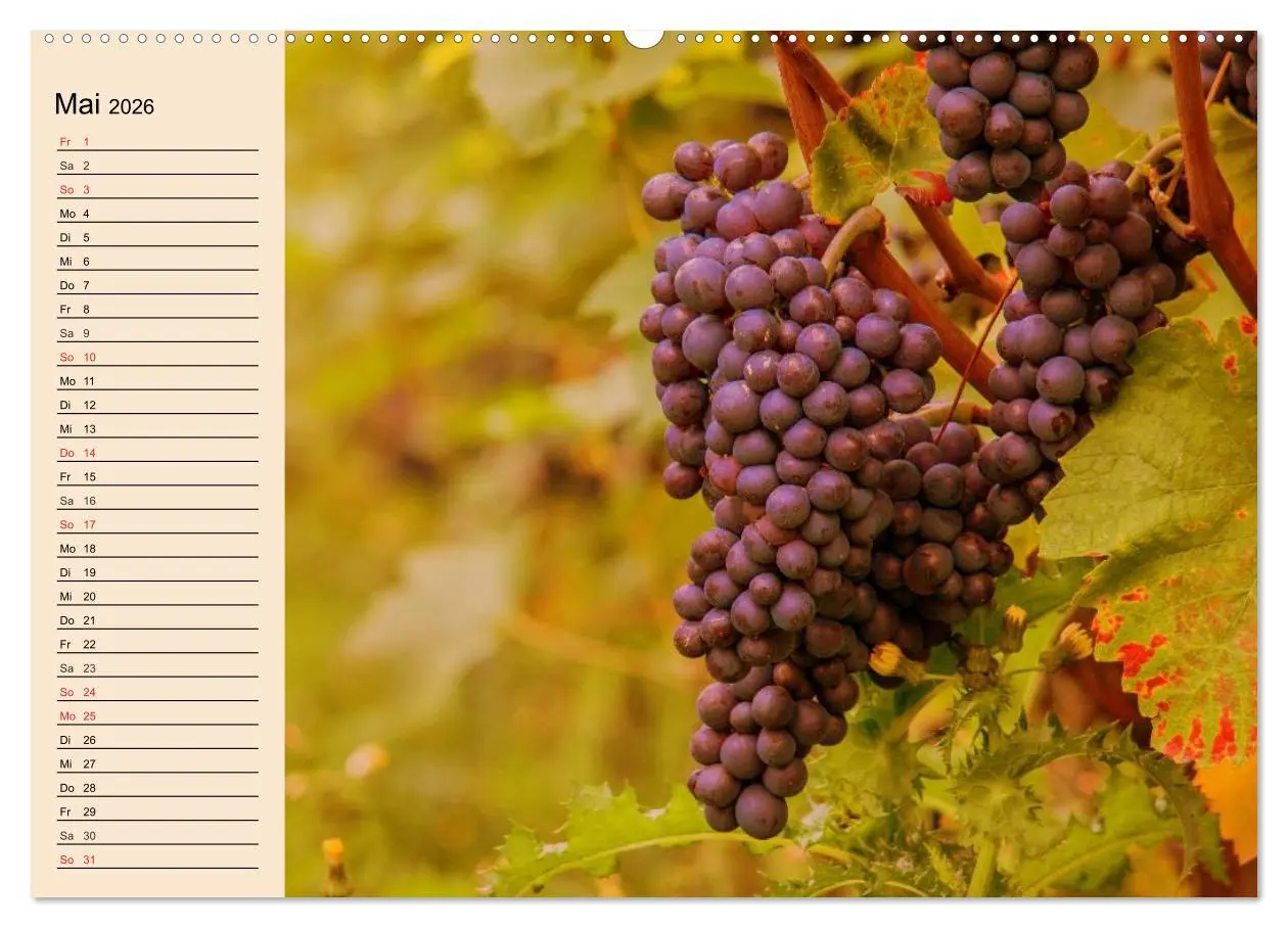Bild: 9783457982532 | Weinanbau. Von der Traube zum Wein (Wandkalender 2026 DIN A2 quer),...
