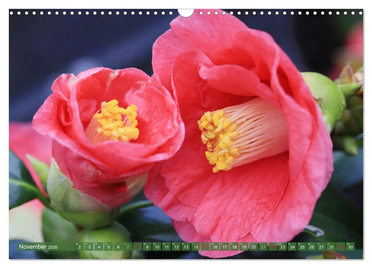 Bild: 9783457282632 | Im Reich der Blüten (Wandkalender 2026 DIN A3 quer), CALVENDO...