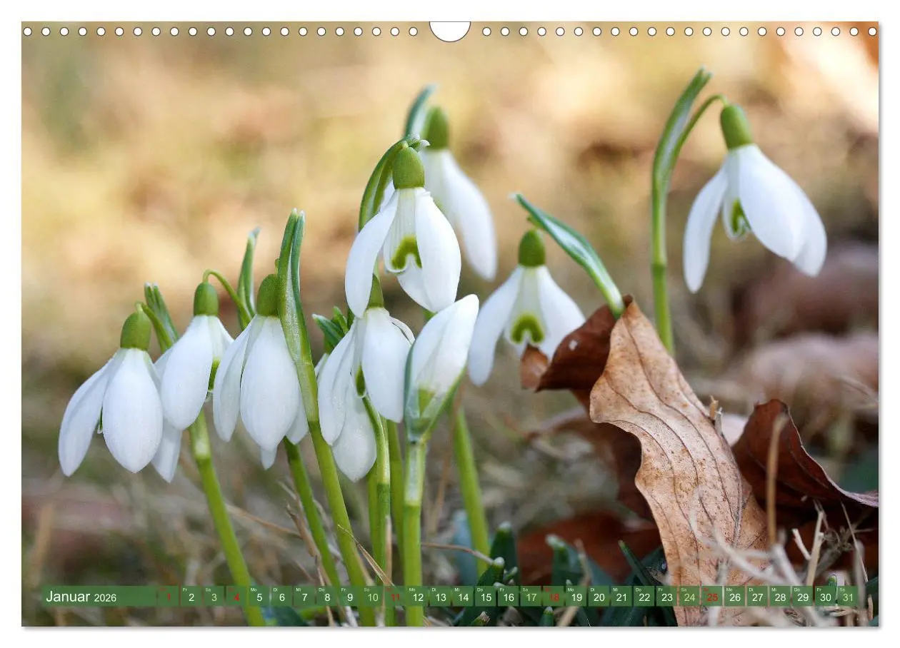 Bild: 9783457282632 | Im Reich der Blüten (Wandkalender 2026 DIN A3 quer), CALVENDO...