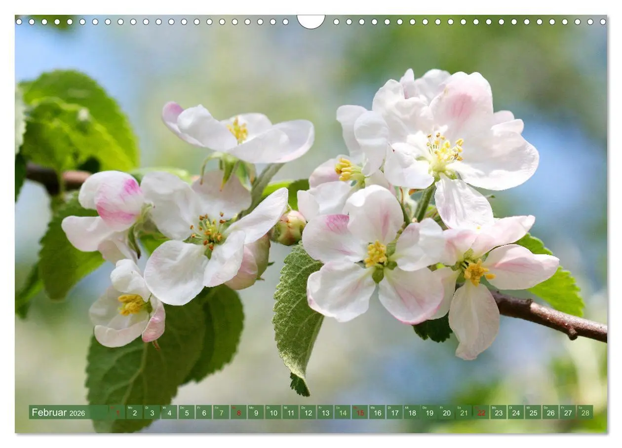 Bild: 9783457282632 | Im Reich der Blüten (Wandkalender 2026 DIN A3 quer), CALVENDO...
