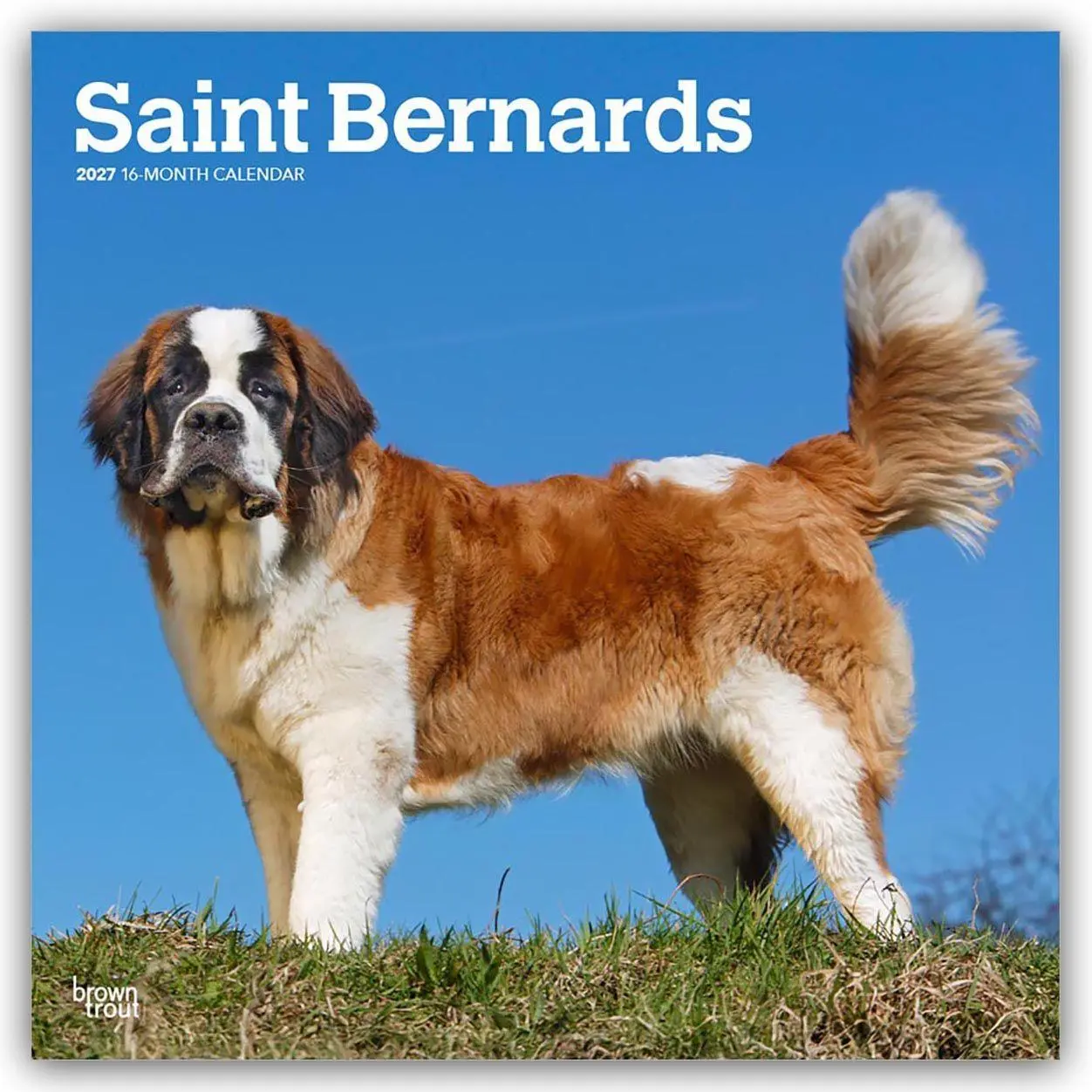 Cover: 9798330712632 | Saint Bernards - Bernhardiner 2027 - 16-Monatskalender | Publishers