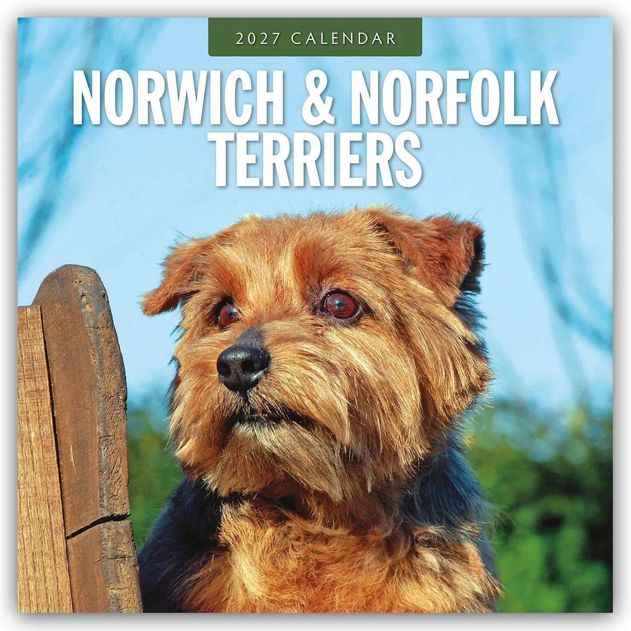 Cover: 9781837012732 | Norwich Terrier und Norfolk Terrier 2027 - 16-Monatskalender | Red