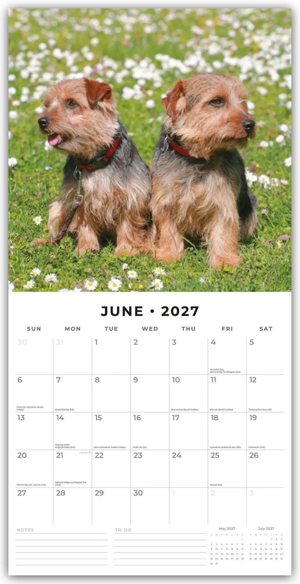 Bild: 9781837012732 | Norwich Terrier und Norfolk Terrier 2027 - 16-Monatskalender | Red