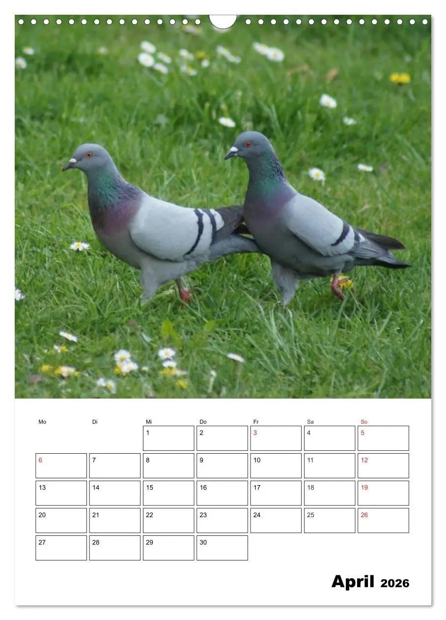 Bild: 9783516432732 | Tauben Terminplaner (Wandkalender 2026 DIN A3 hoch), CALVENDO...