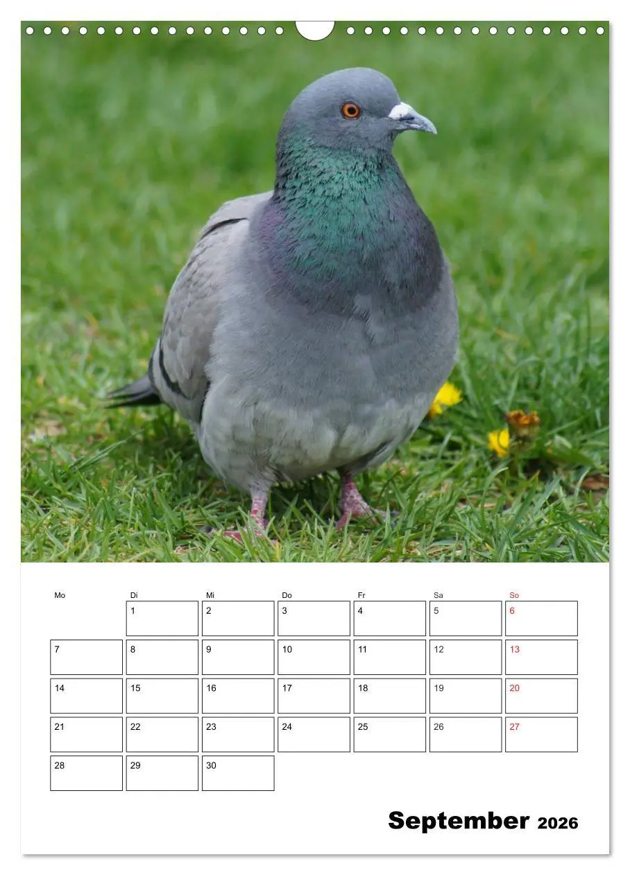 Bild: 9783516432732 | Tauben Terminplaner (Wandkalender 2026 DIN A3 hoch), CALVENDO...