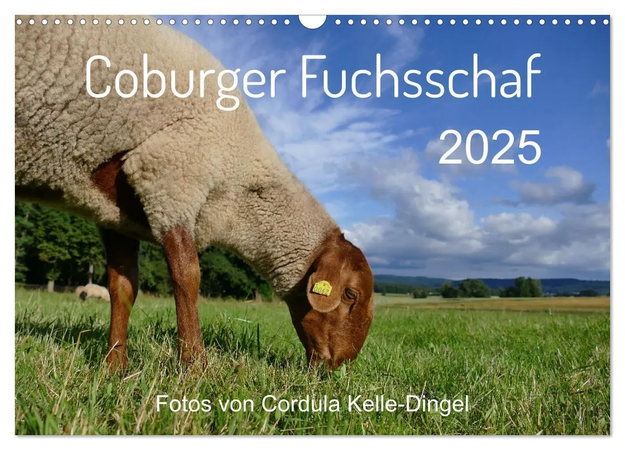 Cover: 9783435172832 | Coburger Fuchsschaf (Wandkalender 2025 DIN A3 quer), CALVENDO...