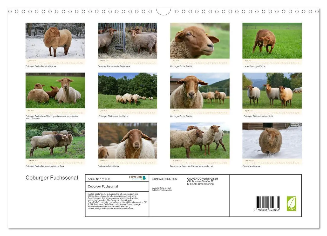 Bild: 9783435172832 | Coburger Fuchsschaf (Wandkalender 2025 DIN A3 quer), CALVENDO...