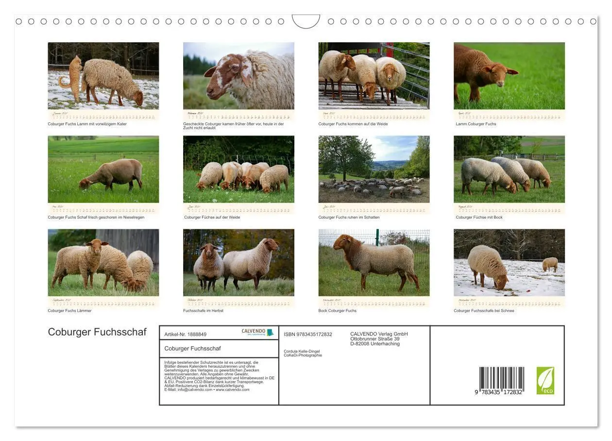 Bild: 9783435172832 | Coburger Fuchsschaf (Wandkalender 2025 DIN A3 quer), CALVENDO...