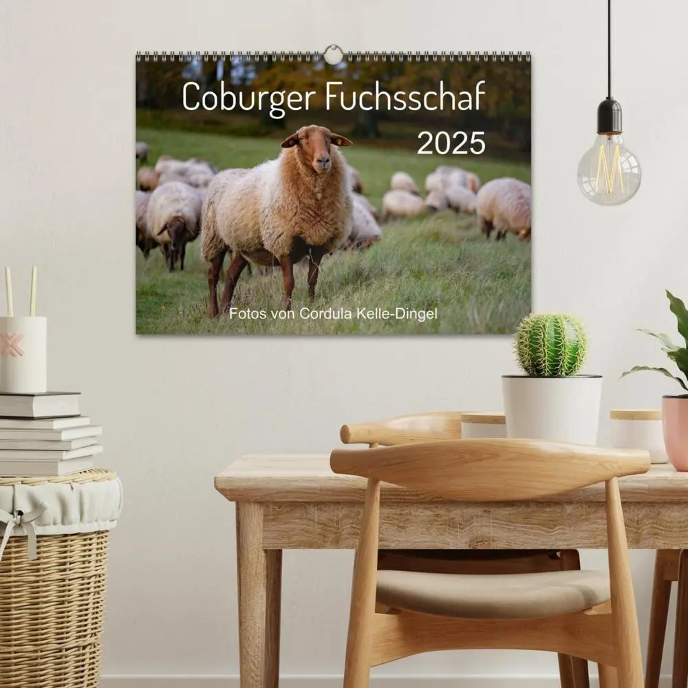 Bild: 9783435172832 | Coburger Fuchsschaf (Wandkalender 2025 DIN A3 quer), CALVENDO...