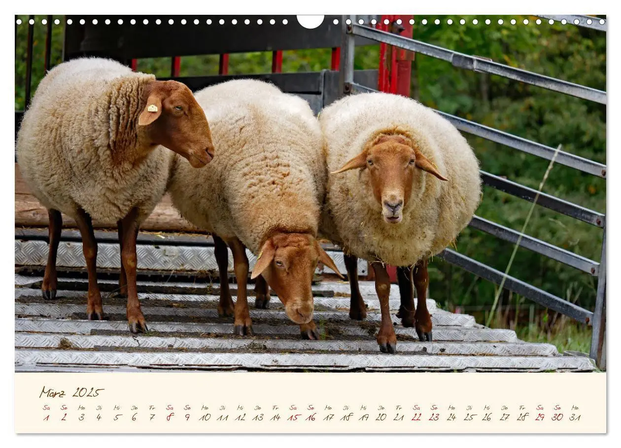 Bild: 9783435172832 | Coburger Fuchsschaf (Wandkalender 2025 DIN A3 quer), CALVENDO...