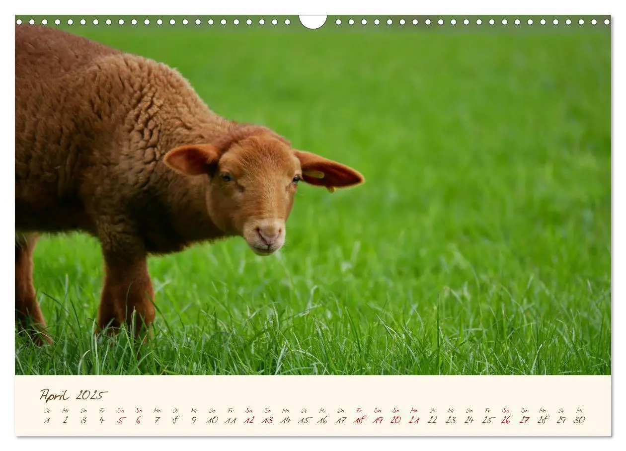 Bild: 9783435172832 | Coburger Fuchsschaf (Wandkalender 2025 DIN A3 quer), CALVENDO...