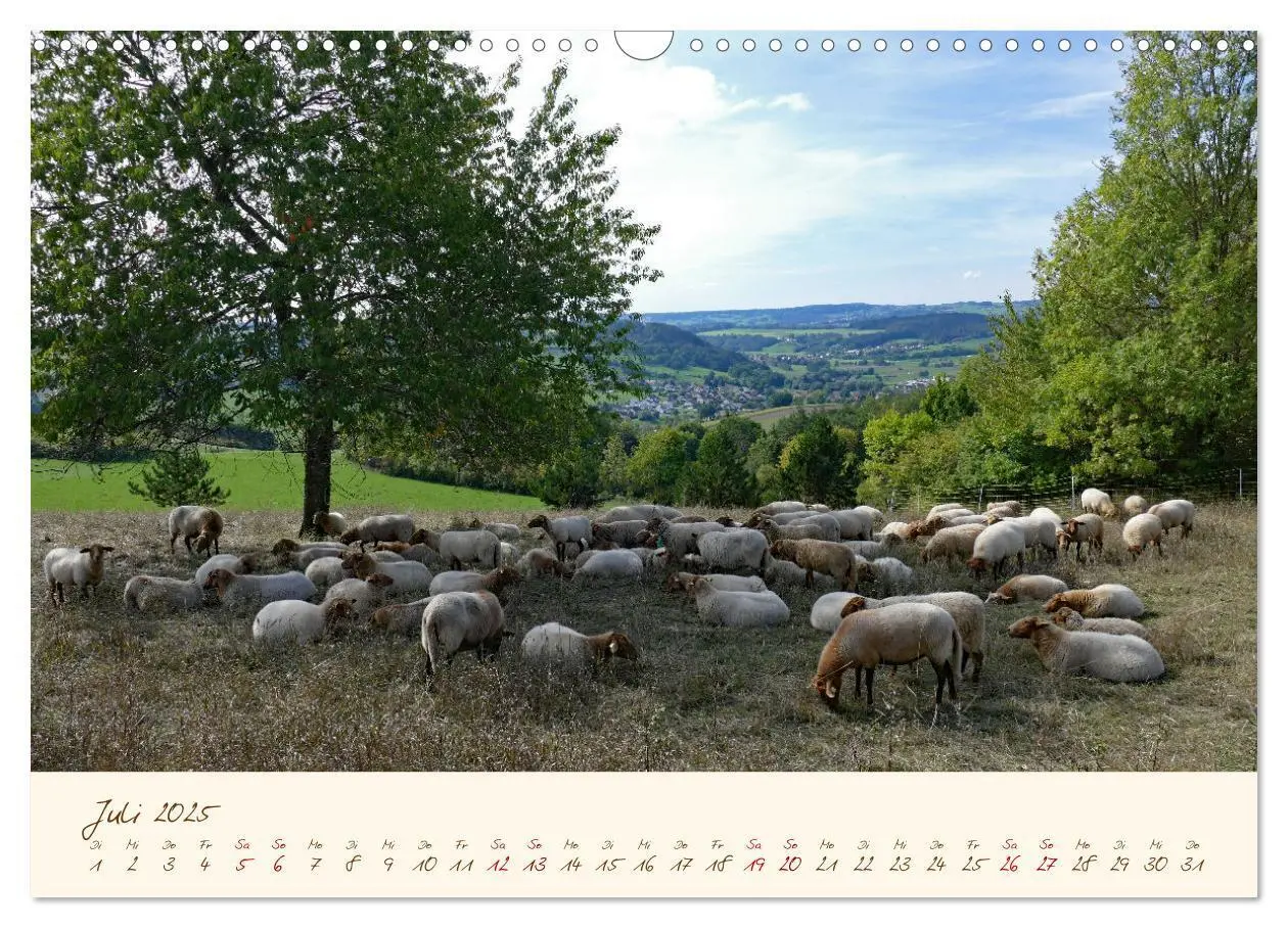 Bild: 9783435172832 | Coburger Fuchsschaf (Wandkalender 2025 DIN A3 quer), CALVENDO...