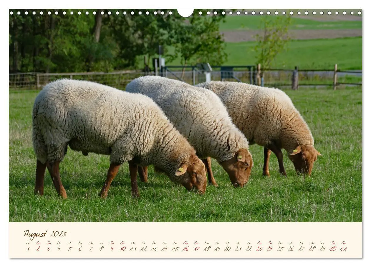 Bild: 9783435172832 | Coburger Fuchsschaf (Wandkalender 2025 DIN A3 quer), CALVENDO...