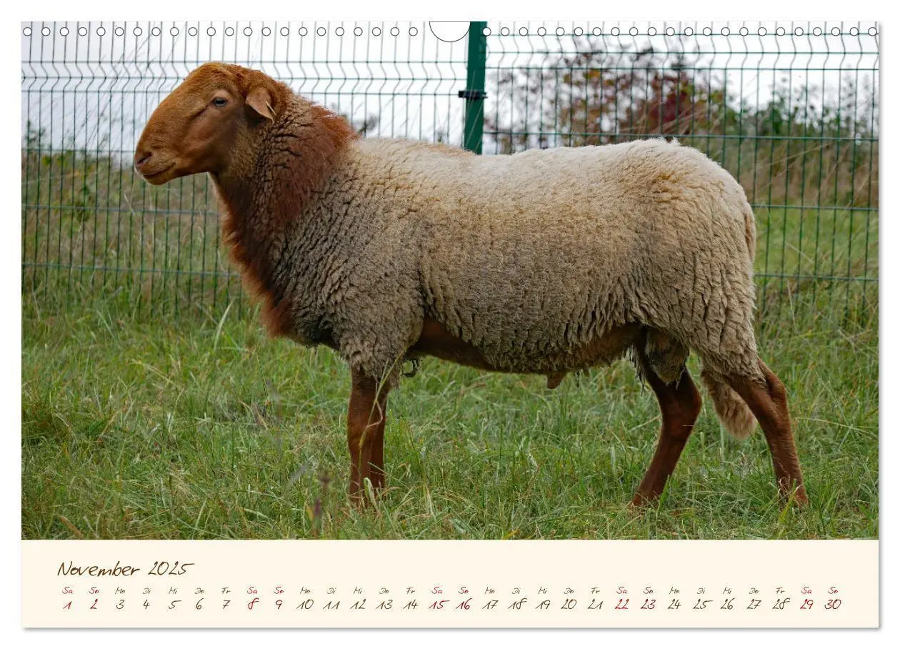 Bild: 9783435172832 | Coburger Fuchsschaf (Wandkalender 2025 DIN A3 quer), CALVENDO...