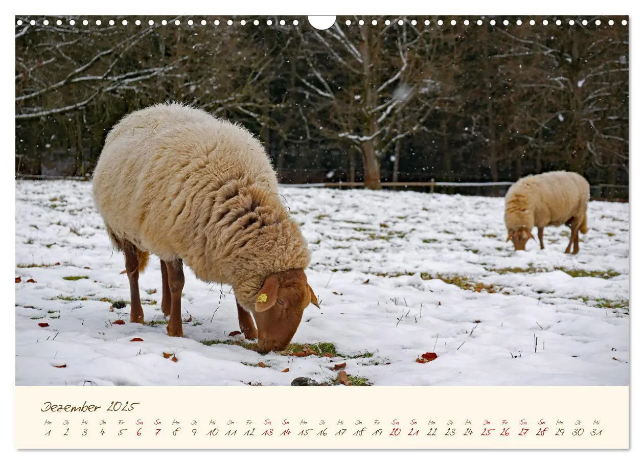 Bild: 9783435172832 | Coburger Fuchsschaf (Wandkalender 2025 DIN A3 quer), CALVENDO...