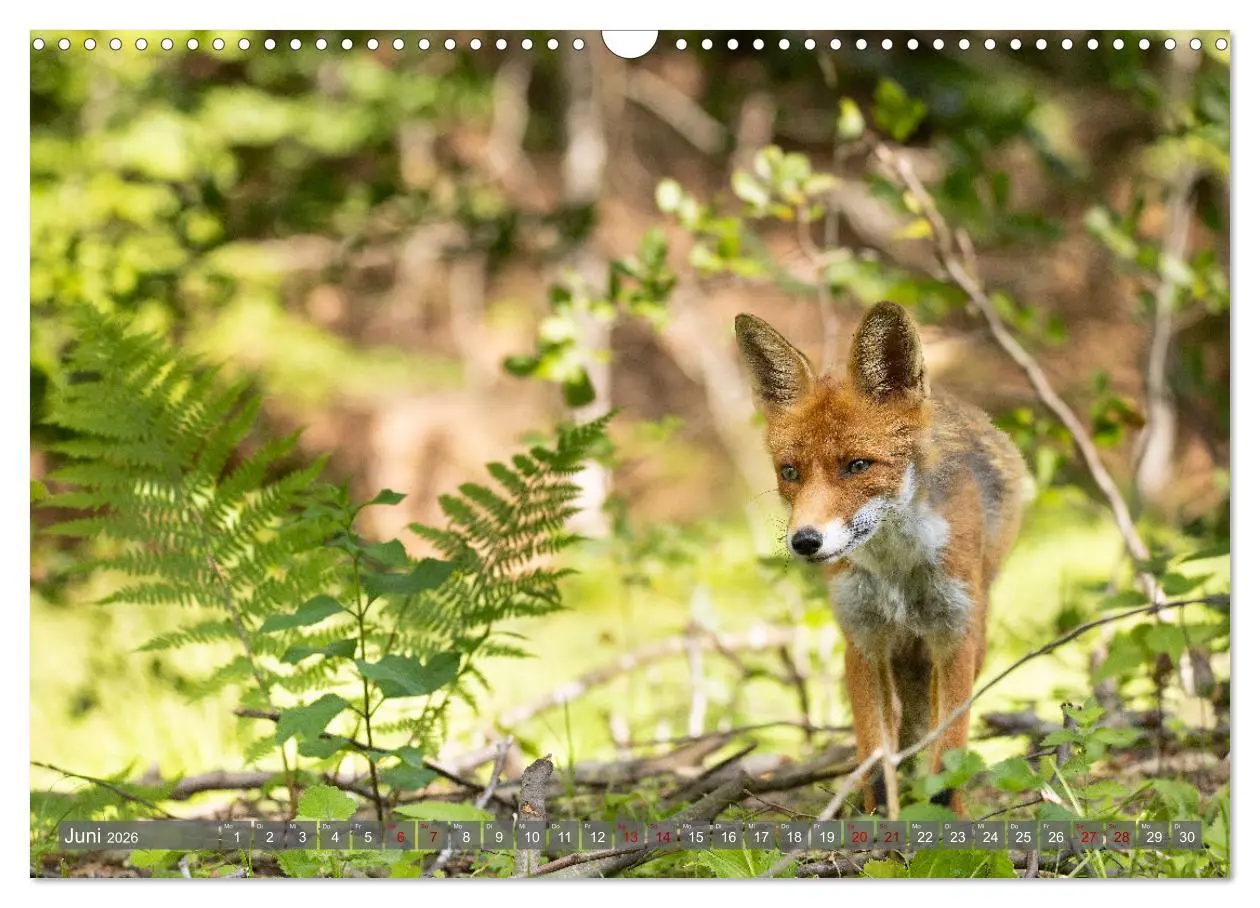 Bild: 9783457262832 | Naturerlebnis Rumänien - Auf den Spuren der Bären und Mythen...