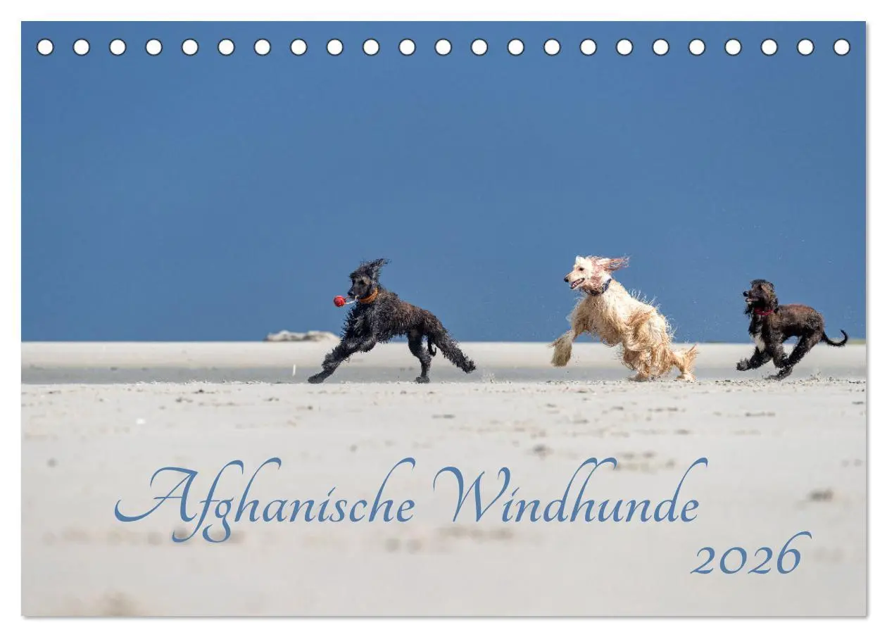 Cover: 9783457882832 | AFGHANISCHE WINDHUNDE 2026 (Tischkalender 2026 DIN A5 quer),...