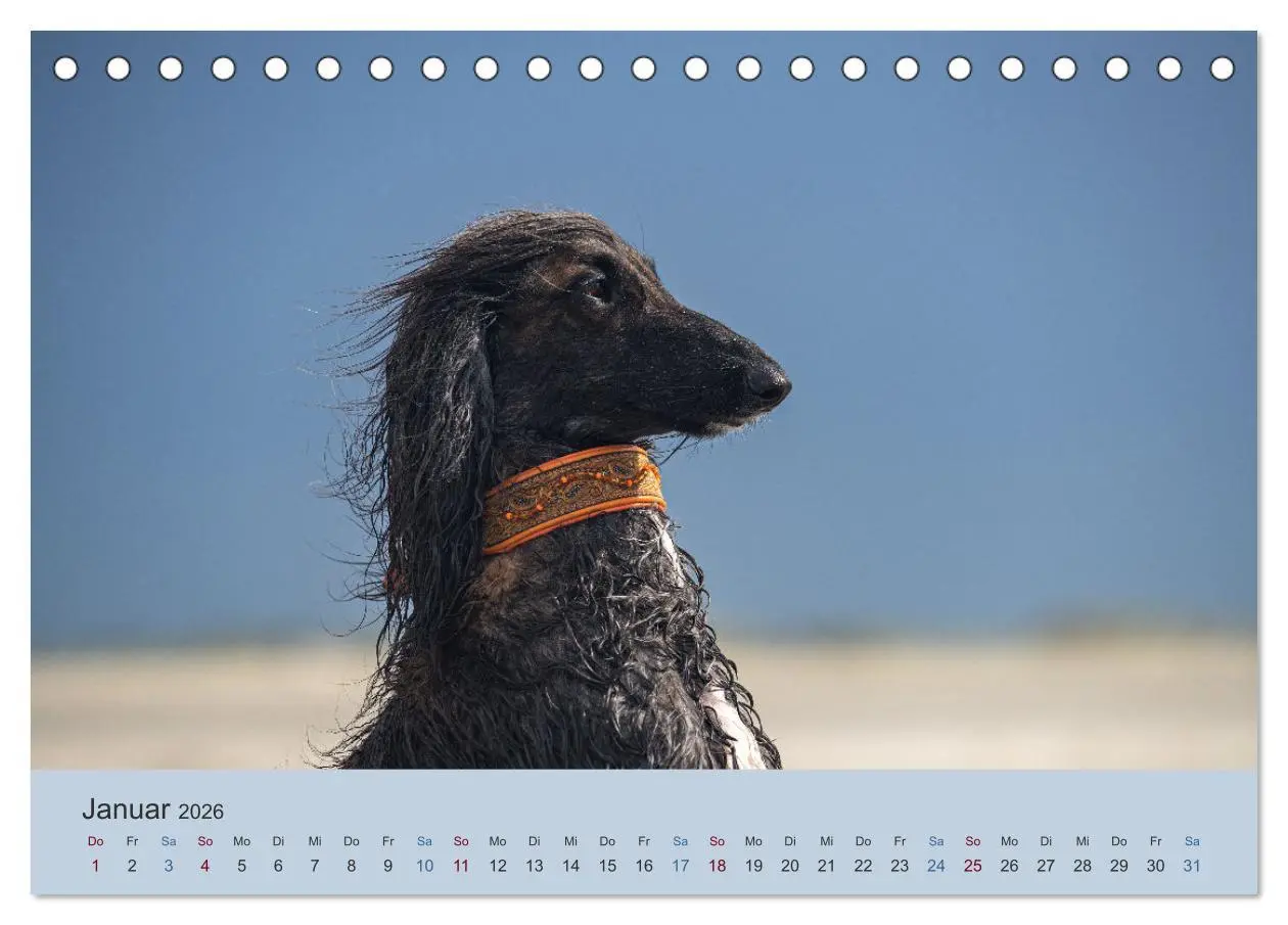 Bild: 9783457882832 | AFGHANISCHE WINDHUNDE 2026 (Tischkalender 2026 DIN A5 quer),...